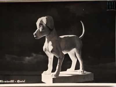 ...e infine un cane, ritratto dal fotografo barese Michele Ficarelli
